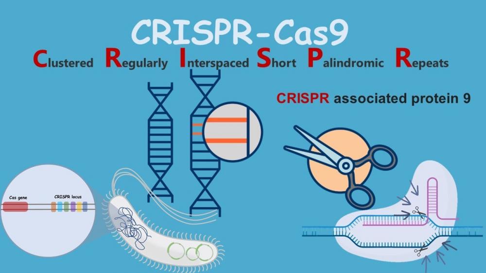 The CRISPR/Cas9 system